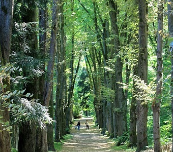 Forêt - Image par Nicolas DEBRAY de Pixabay